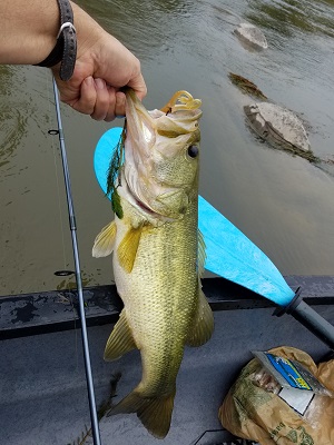 Llano River - Largemouth Bass
